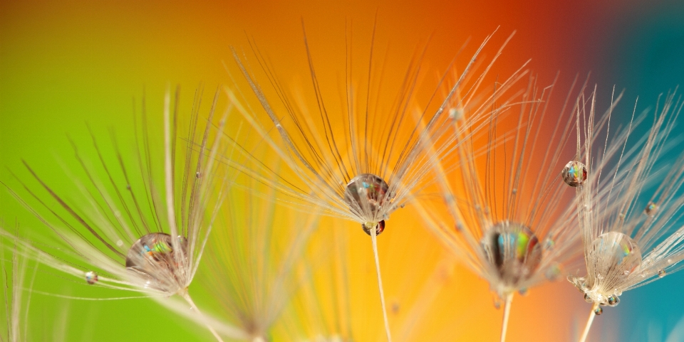 Water nature grass droplet