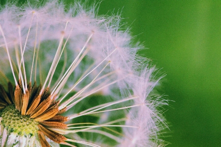 自然 草 成長 植物 写真