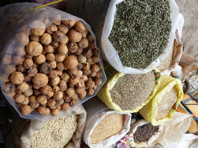 植物 旅行 食べ物 生産 写真