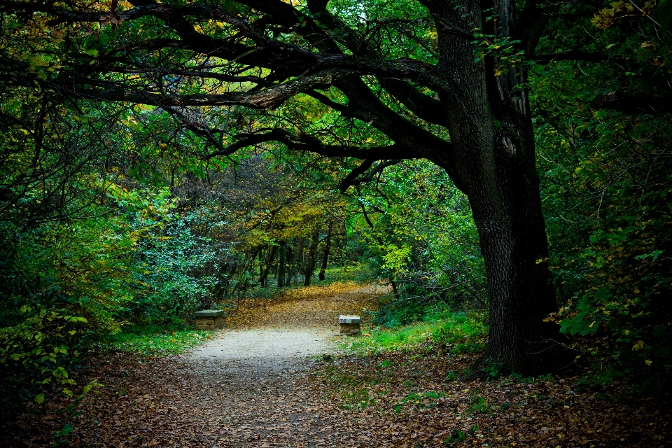 Paysage arbre nature forêt