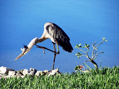 Water nature bird wing Photo