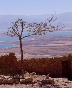 Landscape coast tree outdoor Photo