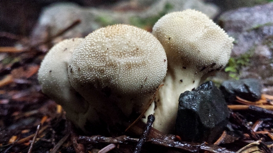 Foto Alam hutan pertumbuhan tanaman