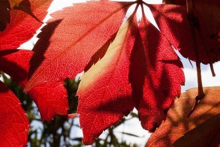 Anlage blatt blume blütenblatt Foto