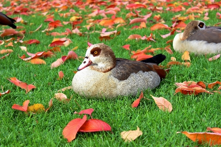 草 鳥 芝生 草原
 写真