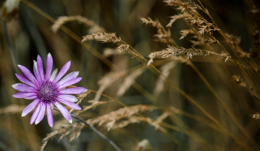 Nature grass branch blossom Photo