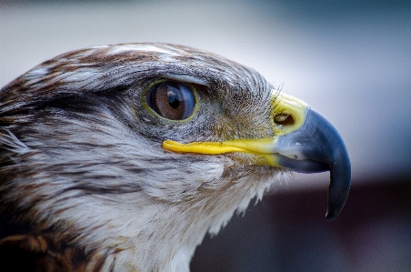 Foto Alam burung sayap margasatwa