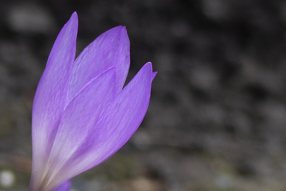 Naturaleza florecer planta flor