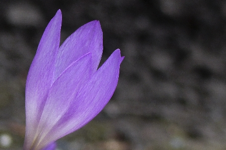 Zdjęcie Natura kwitnąć zakład kwiat