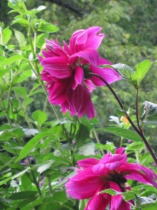 Nature plant flower petal Photo