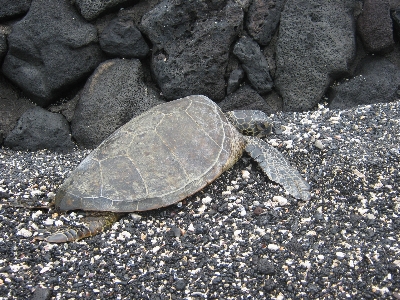 Beach animal wildlife turtle Photo