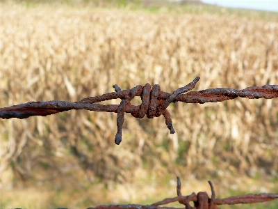 Branch fence barbed wire field Photo