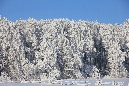 Forest mountain snow winter Photo