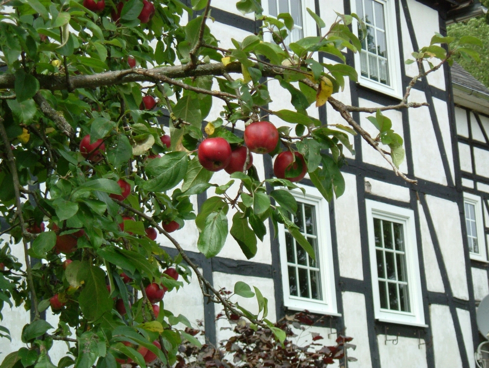 Apple 木 ブランチ 植物