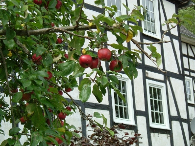 Foto Apple albero ramo pianta