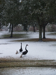 Nature snow winter bird Photo