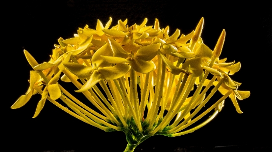 Blossom plant leaf flower Photo