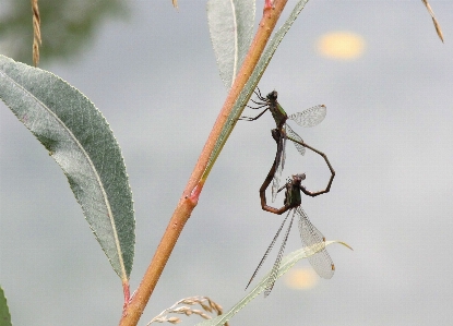 Nature branch plant photography Photo