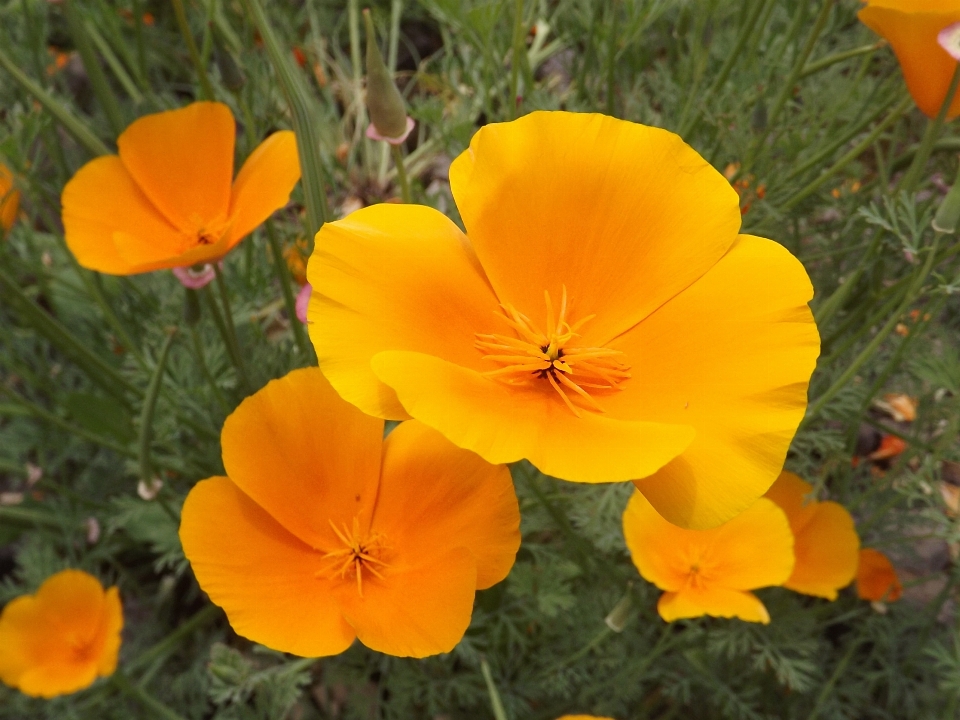 Nature plant meadow flower