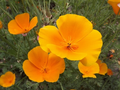 Foto Natura pianta prato
 fiore