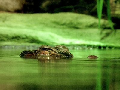 Water nature looking wildlife Photo