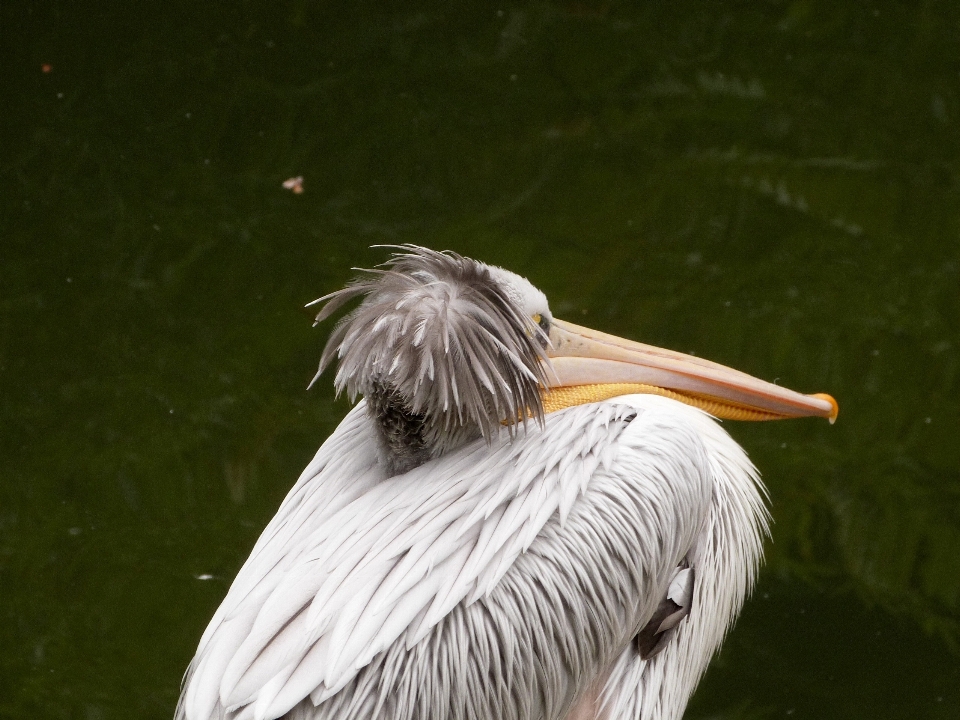 Wasser draussen vogel flügel