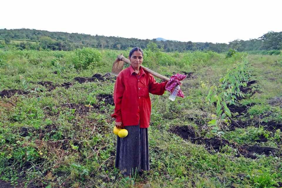 Bidang pertanian sayur-mayur tanaman