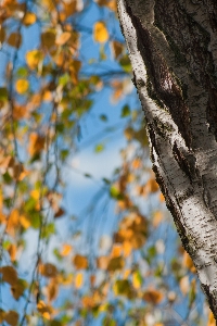 Tree nature forest branch Photo