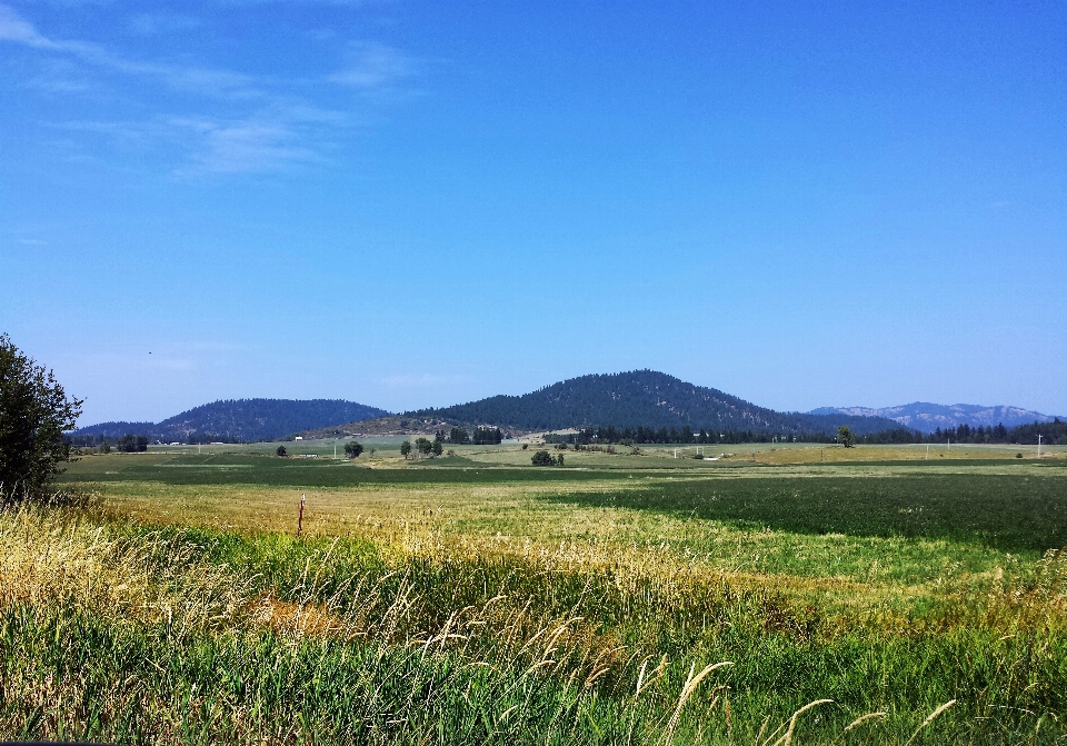 Paisaje césped horizonte pantano
