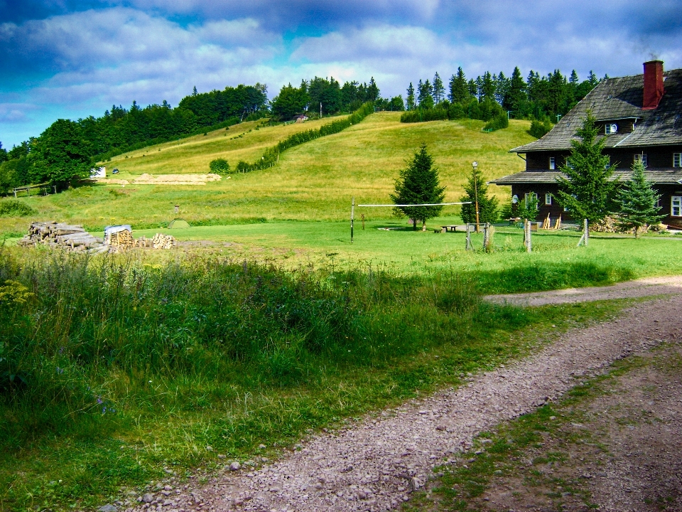 Landscape nature forest grass