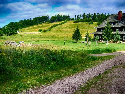 Landscape nature forest grass Photo