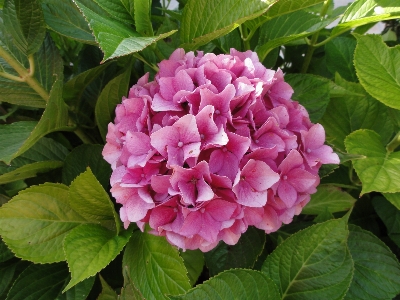 Foto Naturaleza planta flor pétalo