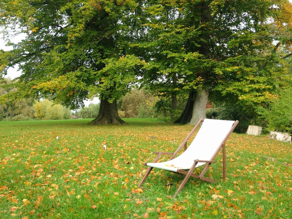 Baum rasen wiese
 blatt