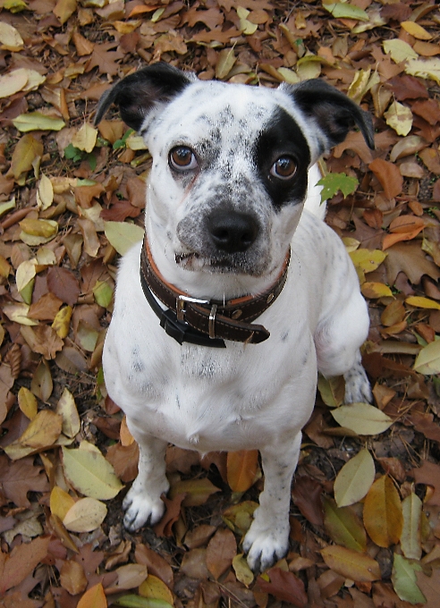 White puppy dog autumn