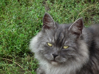 Grass cute pet fur Photo