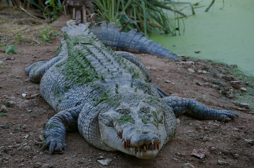 Satwa margasatwa liar kebun binatang