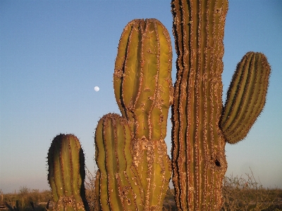 Foto Cacto
 plantar campo flor