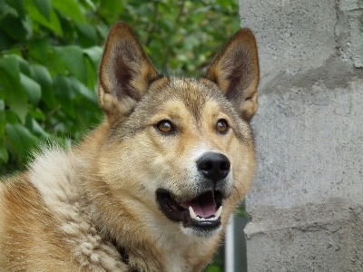 Foto Melihat anak anjing potret