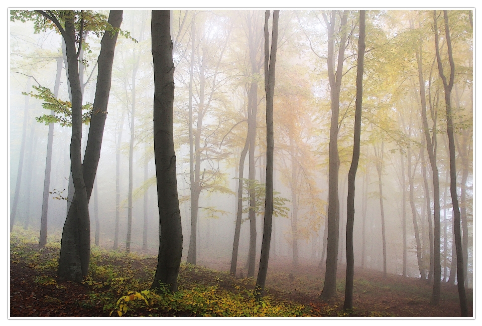 Baum wald zweig anlage