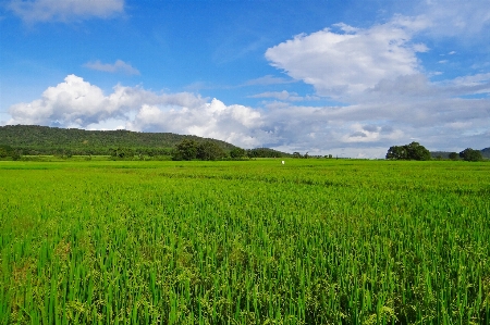 Landscape grass horizon marsh Photo