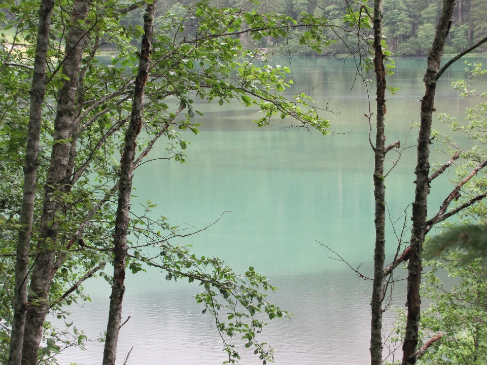 Krajobraz drzewo woda natura