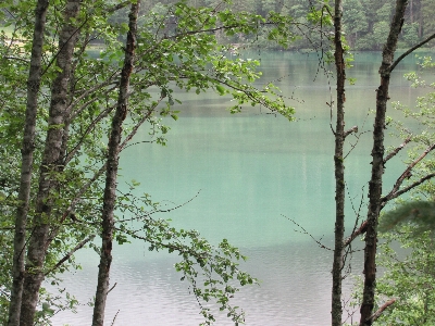 Landscape tree water nature Photo