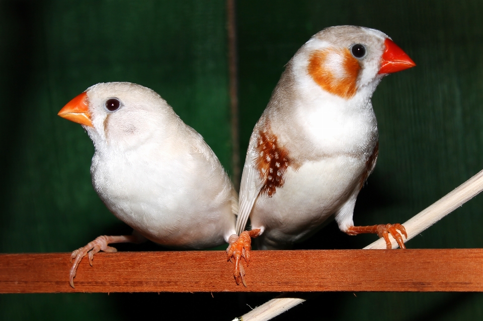 Pájaro blanco masculino femenino