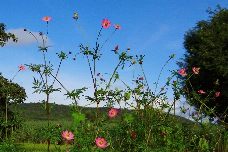 Nature grass blossom growth Photo