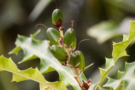 Tree nature branch blossom Photo