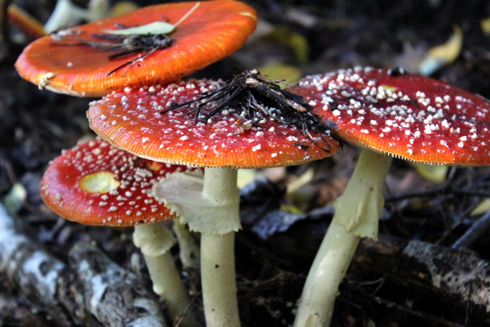 Rot pilz flora fauna