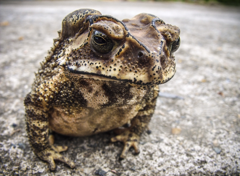 Animali selvatici rana rospo anfibio