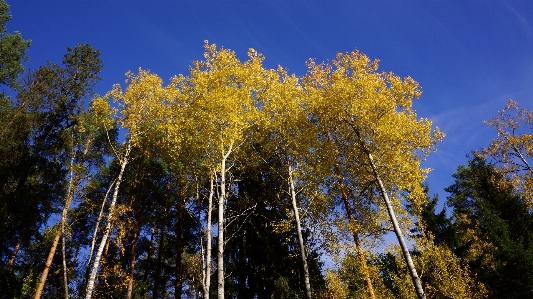 Tree nature forest branch Photo