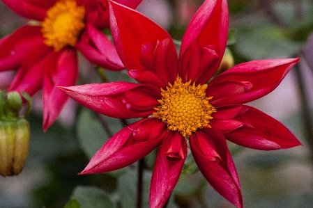 Foto Florecer planta estrella flor