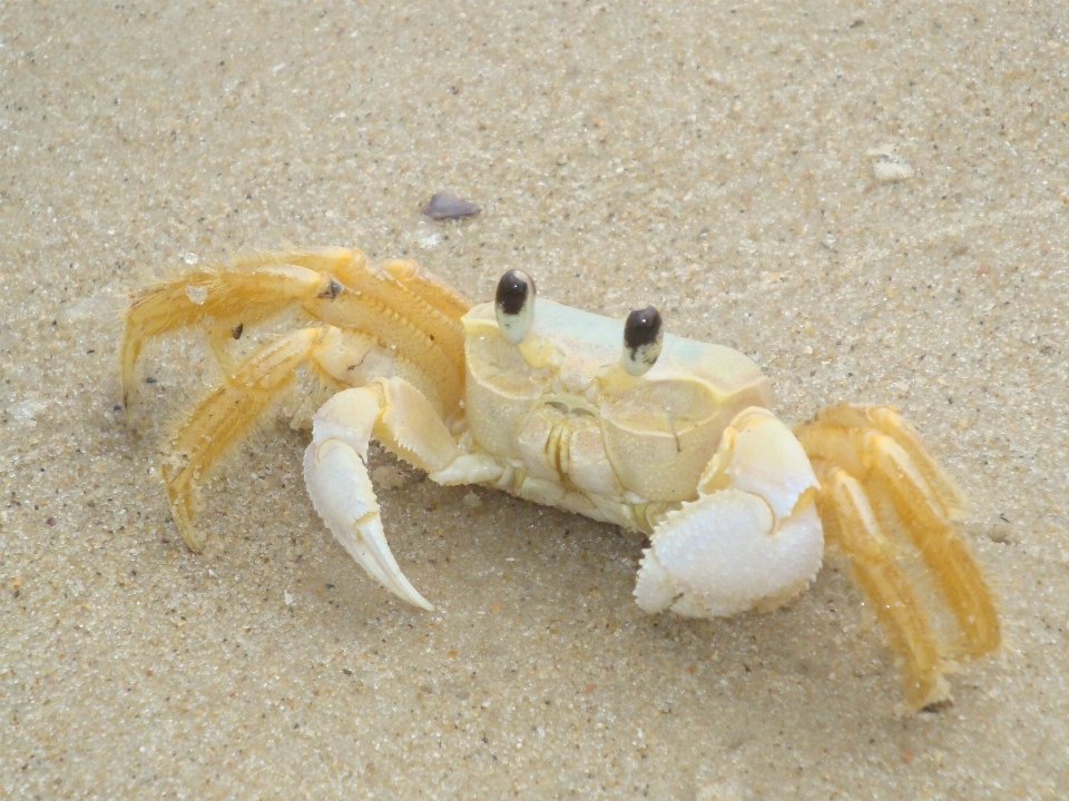 食物 海鲜 水 贝类